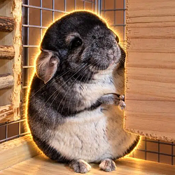 ルナ