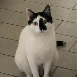 DICCAT