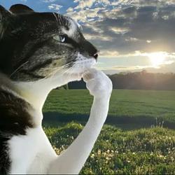 HMM