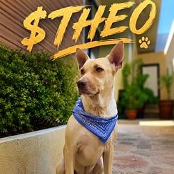 Theo / SOL
