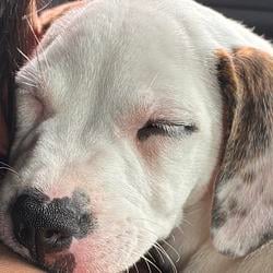 CUTEDIG / SOL