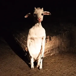 POORGOAT