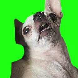 .dog