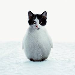 pat