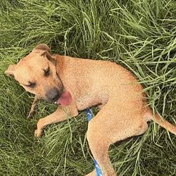 RIDGEDOG