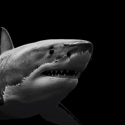 Shark