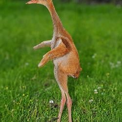 CRANE / SOL