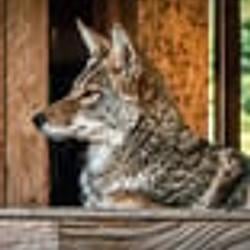 Coyote / SOL
