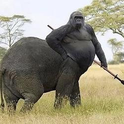 HARAMBE