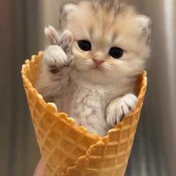 ICECAT