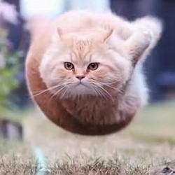 money🐱