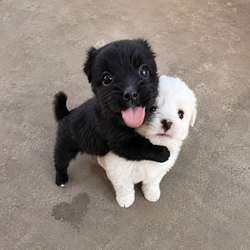 doggy