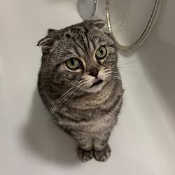 CATinsc
