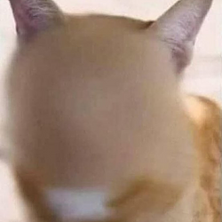 Privacy Cat logo