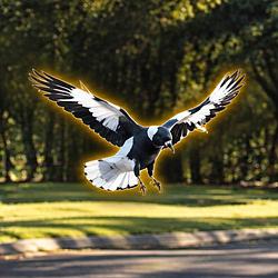 Magpie