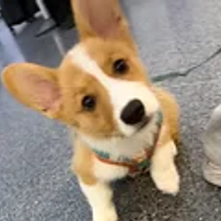 HAMMY