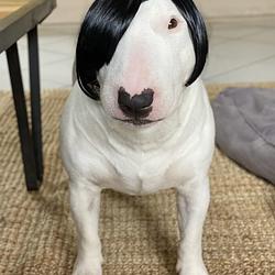 DogBob