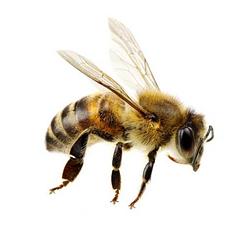 bzzz