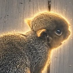 SQUIMOTHY