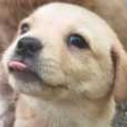 blepdog / SOL
