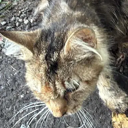BELLE