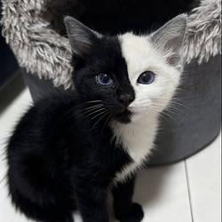 YinYang