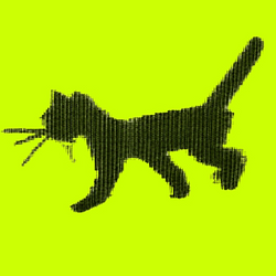 First Digital Cat