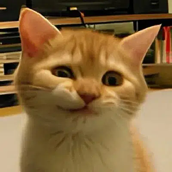 btccat