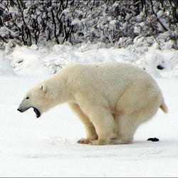 bear dump / SOL