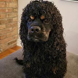 ROTT