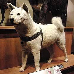 Hachi