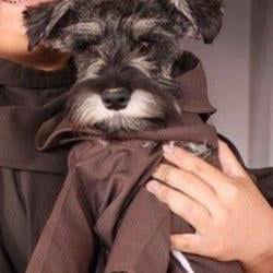 pope dog