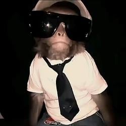 monkey shi