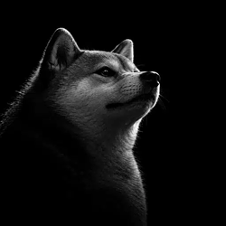 Inu