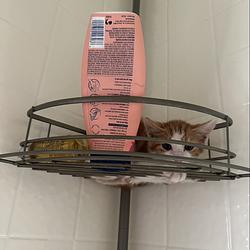 ShwrCat