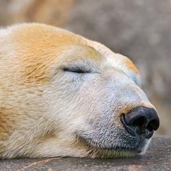 POLARBEAR