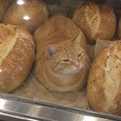 LOAFCAT / SOL