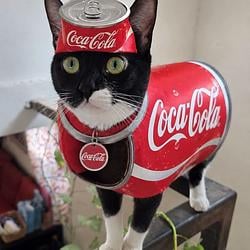 COCAT / SOL
