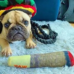 RASTADOG