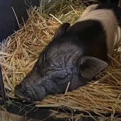 WILBUR