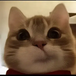 ted