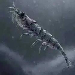 KRILL