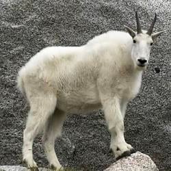 $GOAT