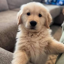 Kai