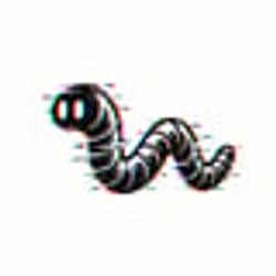 WORM