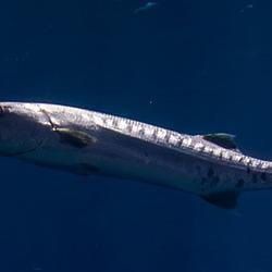 BARRACUDA / SOL