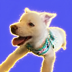 Piper