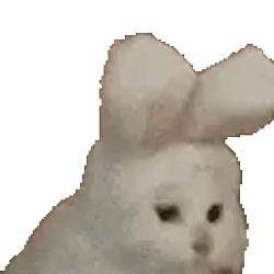 nod cat logo