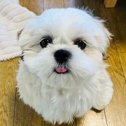 OLAF