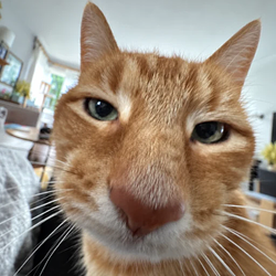 chudcat